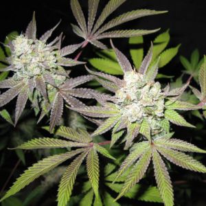 Tiramisu Cannabis Seeds