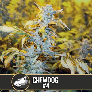 Chemdawg #4 Cannabis Seeds