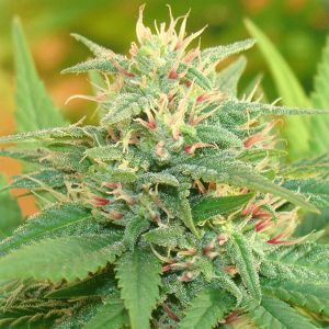 Narcotic Kush Auto Cannabis Seeds