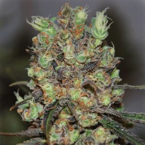 Purple Paralysis Cannabis Seeds