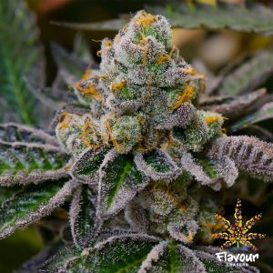 Cookie Dough Cannabis Seeds
