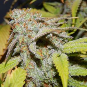 Cookie OG Cannabis Seeds