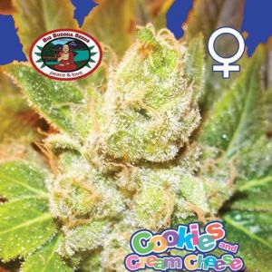 Cookies and Cream Cheese Cannabis Seeds