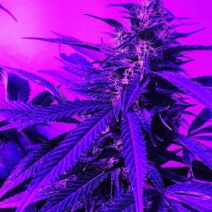 Cristal Paradise Cannabis Seeds