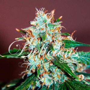 Critical Neville Haze Cannabis Seeds