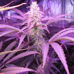 Crystal M.E.T.H Cannabis Seeds
