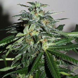 Cyber Cristal Cannabis Seeds