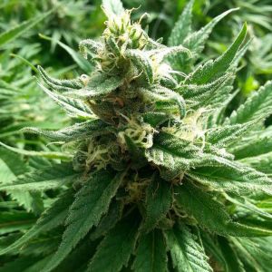 Double Kush Cannabis Seeds