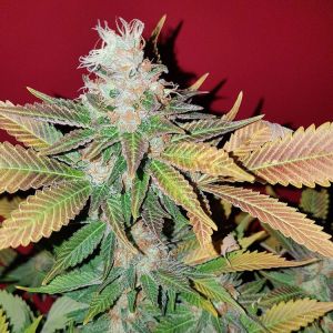Super Star Cannabis Seeds