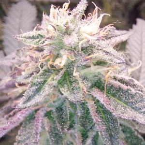 Dankalato Cannabis Seeds