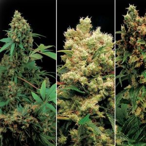 Dinafem Mix Cannabis Seeds