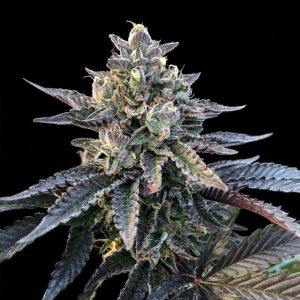 Gelato Sorbet Cannabis Seeds