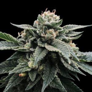 Sorbet Stash Cannabis Seeds