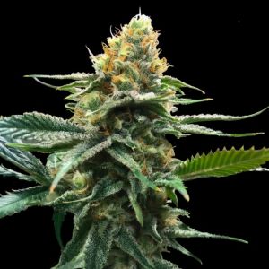 Sour Sorbet Cannabis Seeds