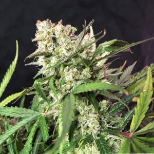 Auto Cinderella Jack Cannabis Seeds