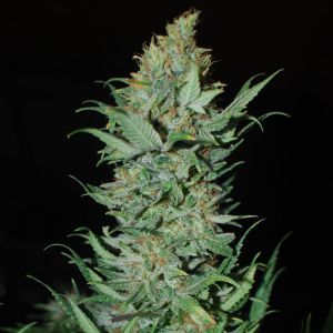 Dr Jack Auto Cannabis Seeds