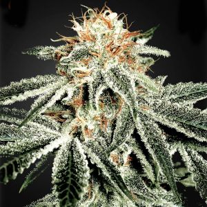 Dr Widow Cannabis Seeds