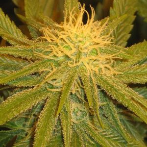 Dr Cheese Weed Seeds Cannabis Seeds