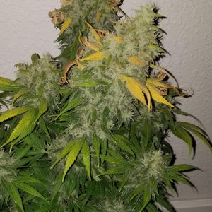 Dutch Dragon Cannabis Seeds