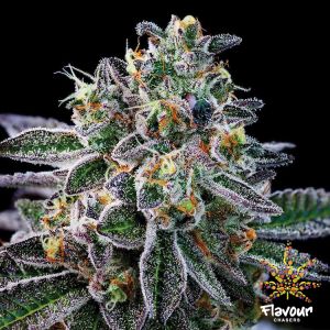 Gelato #33 Cannabis Seeds