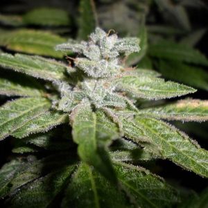 Fromage Blue Cannabis Seeds