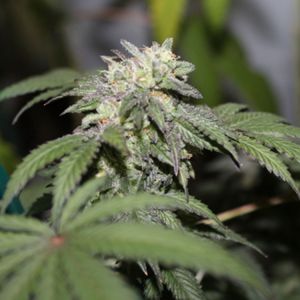 Gelato BX Cannabis Seeds