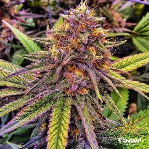 Gelato #41 Cannabis Seeds