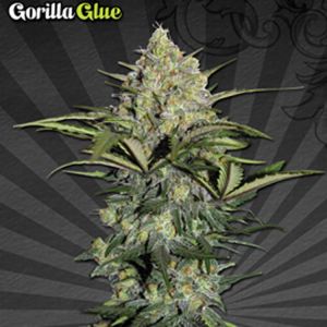 Gorilla Glue Auto Cannabis Seeds