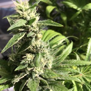 Gigabud Cannabis Seeds