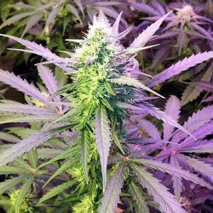 Girl Scout Cookies  Cannabis Seeds