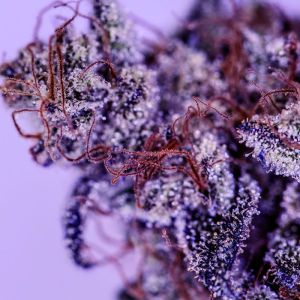 Girl Scout Cookies Cannabis Seeds