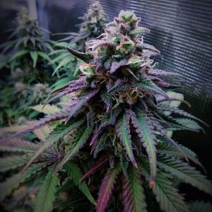 Glueberry OG Cannabis Seeds