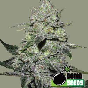 Gorilla Bomb Cannabis Seeds