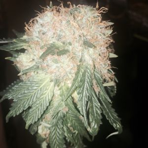 Green Ninja Cannabis Seeds