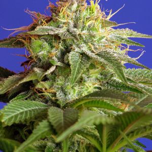Green Posion Fast Version Cannabis Seeds