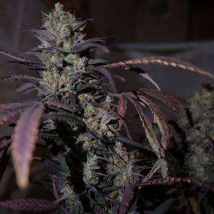 Goldmine Cannabis Seeds