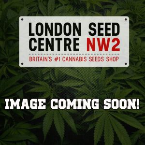 Silver Shadow Haze Cannabis Seeds