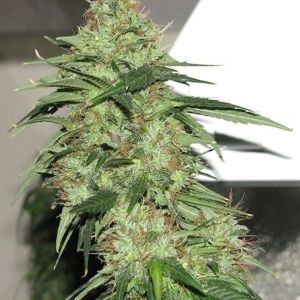 Indica XXL Cannabis Seeds