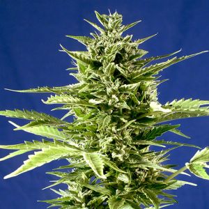 Jack Diesel Express Cannabis Seeds