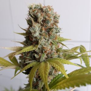 Jorges Diamonds #1 Cannabis Seeds