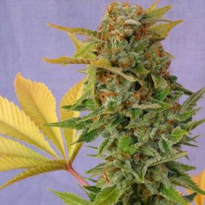 Pato #1 Cannabis Seeds
