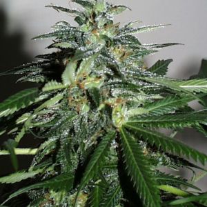 KC42 Cannabis Seeds