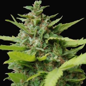 Kiss Dragon Cannabis Seeds
