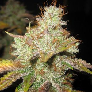 Krippleberry Cannabis Seeds