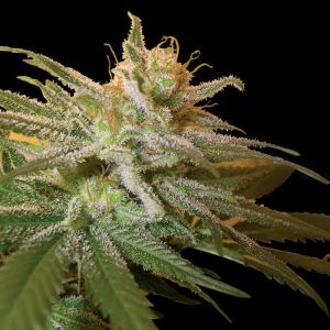 Kushberry Cannabis Seeds