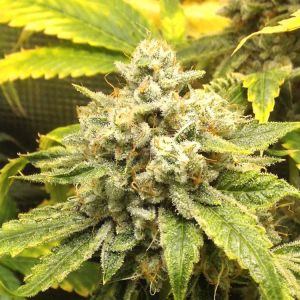 Kush Van Stitch Cannabis Seeds