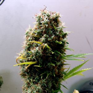 Kushadelic Cannabis Seeds