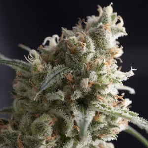 Lennon Cannabis Seeds