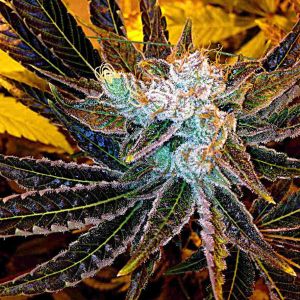 Magnum Platinum Haze Cannabis Seeds