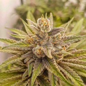 Mighty Grape Cannabis Seeds